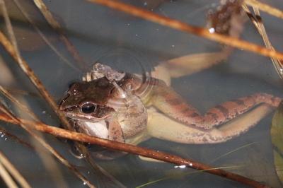 Grenouille agile 
