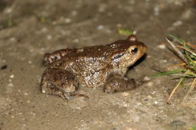 Crapaud