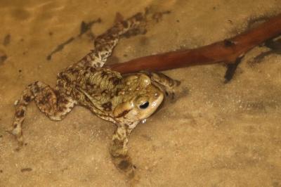 Crapaud
