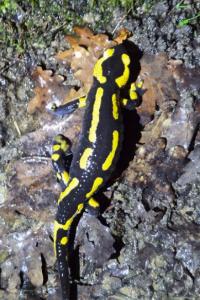 Salamandre tachetée 
