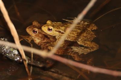 Crapaud