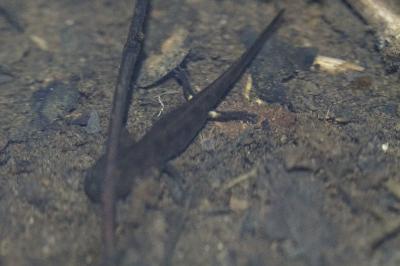 Salamandre tachetée 