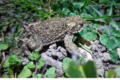 Crapaud calamite 