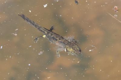 Salamandre tachetée 