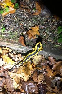 Salamandre tachetée 