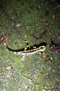 Salamandre tachetée 