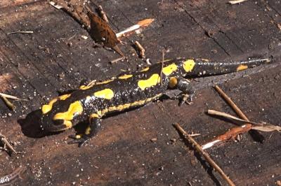 Salamandre tachetée 