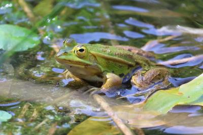 Pelophylax lessonae