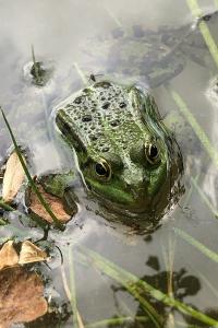 Grenouille verte 