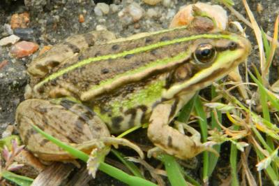 Grenouille verte 
