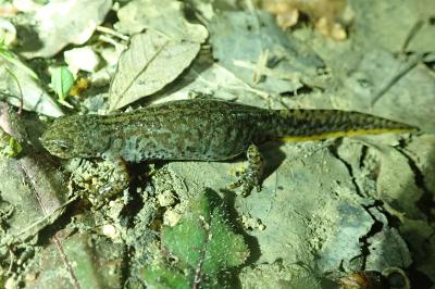 Triton alpestre 