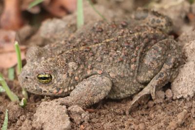 Crapaud calamite 