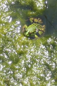 Grenouille verte 