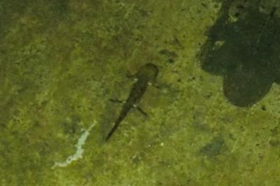 Salamandre tachetée 