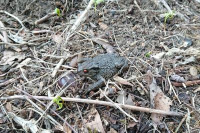 Crapaud commun 