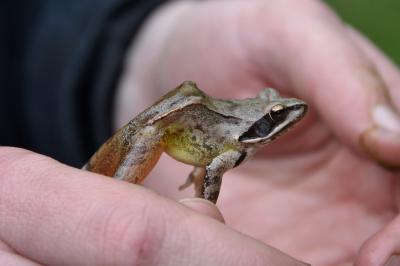 Grenouille agile 