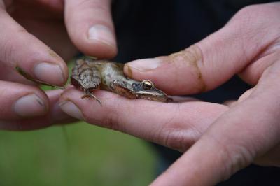 Grenouille agile 