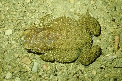 Crapaud