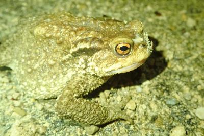 Crapaud