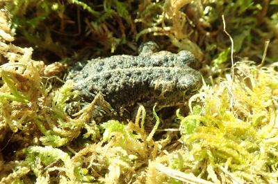 Crapaud calamite 