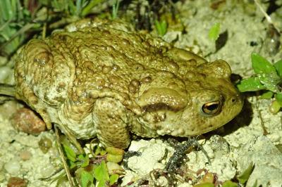 Crapaud