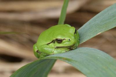 Hyla arborea