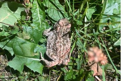 Crapaud calamite 