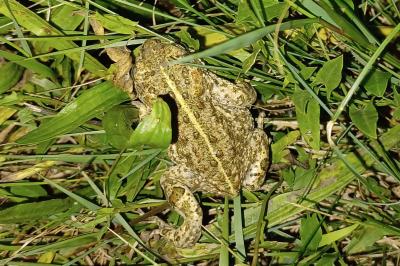 Crapaud calamite 