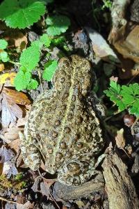 Crapaud calamite 