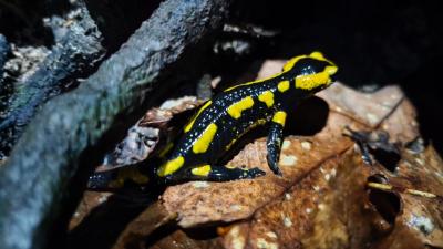 Salamandre tachetée 