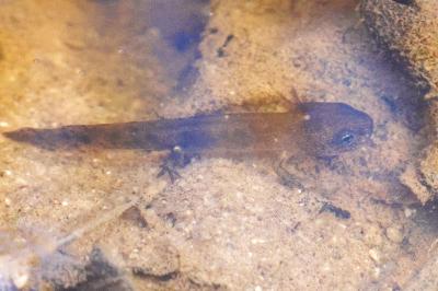 Salamandre tachetée 