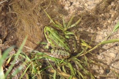 Grenouille verte 