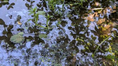 Grenouille verte 