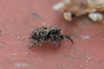 Pseudeuophrys erratica