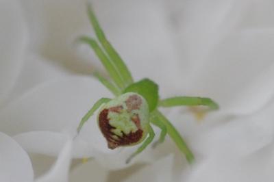 Ebrechtella tricuspidata