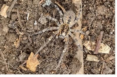 Zoropsis spinimana