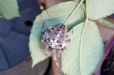 <i>Araneus diadematus</i>