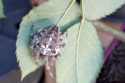 <i>Araneus diadematus</i>