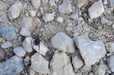 <i>Atypus</i>