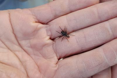 <i>Atypus</i>