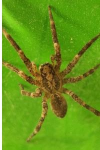 <i>Zoropsis spinimana</i>