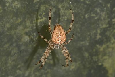 <i>Araneus diadematus</i>