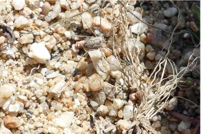 <i>Phalangium opilio</i>