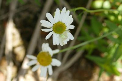 <i>Runcinia grammica</i>