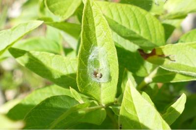 <i>Agalenatea redii</i>