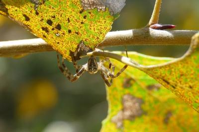 <i>Araneus diadematus</i>