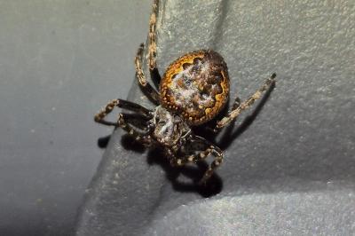 <i>Nuctenea umbratica</i>