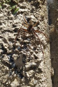 <i>Larinioides sclopetarius</i>
