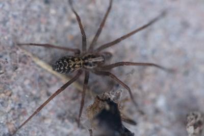 <i>Eratigena</i>