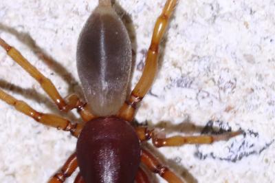 <i>Dysdera crocata</i>